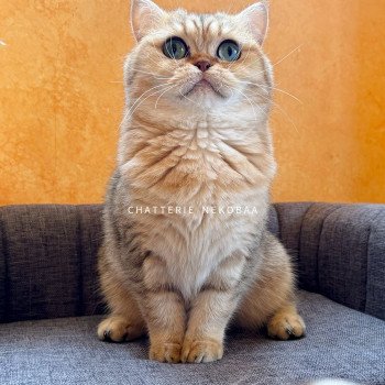 chat British Shorthair black golden blotched tabby Fuu Chatterie Nekobaa