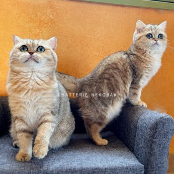 chat British Shorthair black golden blotched tabby Fuu Chatterie Nekobaa chat British Shorthair black golden blotched tabby Fuu Chatterie Nekobaa
