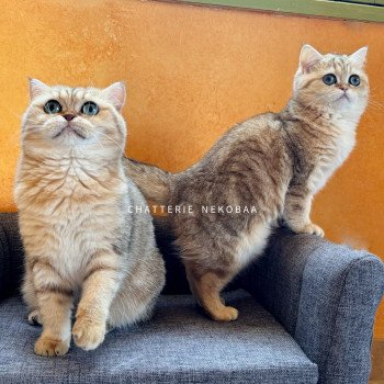 chat British Shorthair black golden blotched tabby Fuu Chatterie Nekobaa