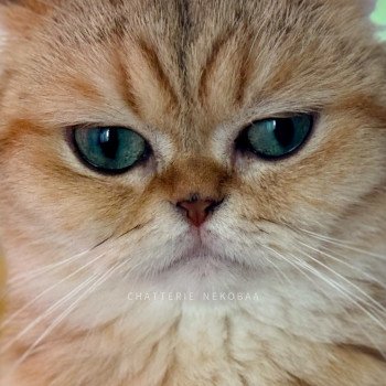 chat British Shorthair black golden blotched tabby Fuu Chatterie Nekobaa chat British Shorthair black golden blotched tabby Fuu Chatterie Nekobaa