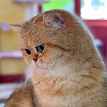 chat British Shorthair black golden blotched tabby Fuu Chatterie Nekobaa chat British Shorthair black golden blotched tabby Fuu Chatterie Nekobaa