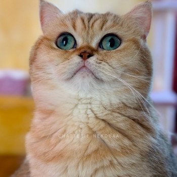 chat British Shorthair black golden blotched tabby Fuu Chatterie Nekobaa chat British Shorthair black golden blotched tabby Fuu Chatterie Nekobaa