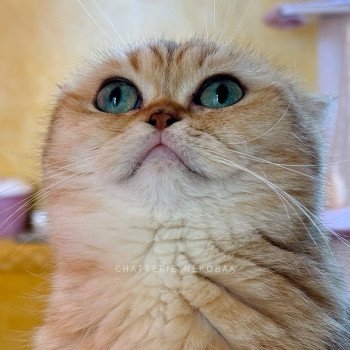 chat British Shorthair black golden blotched tabby Fuu Chatterie Nekobaa chat British Shorthair black golden blotched tabby Fuu Chatterie Nekobaa