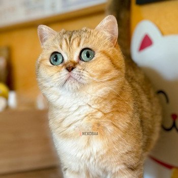 chat British Shorthair black golden blotched tabby Fuu Chatterie Nekobaa chat British Shorthair black golden blotched tabby Fuu Chatterie Nekobaa