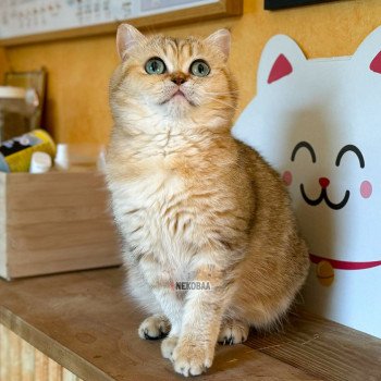 chat British Shorthair black golden blotched tabby Fuu Chatterie Nekobaa chat British Shorthair black golden blotched tabby Fuu Chatterie Nekobaa