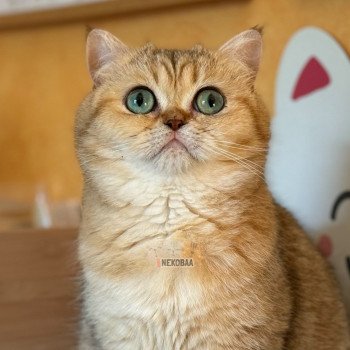 chat British Shorthair black golden blotched tabby Fuu Chatterie Nekobaa chat British Shorthair black golden blotched tabby Fuu Chatterie Nekobaa