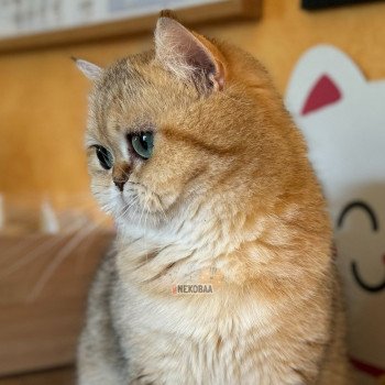 chat British Shorthair black golden blotched tabby Fuu Chatterie Nekobaa chat British Shorthair black golden blotched tabby Fuu Chatterie Nekobaa