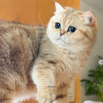 chat British Shorthair black golden blotched tabby Fuu Chatterie Nekobaa chat British Shorthair black golden blotched tabby Fuu Chatterie Nekobaa