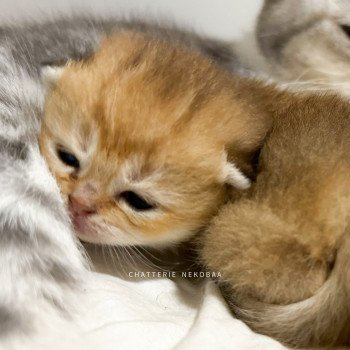 chaton British Shorthair black golden ticked tabby Fuyuko Chatterie Nekobaa