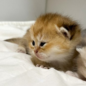 chaton British Shorthair black golden ticked tabby Fuyuko Chatterie Nekobaa