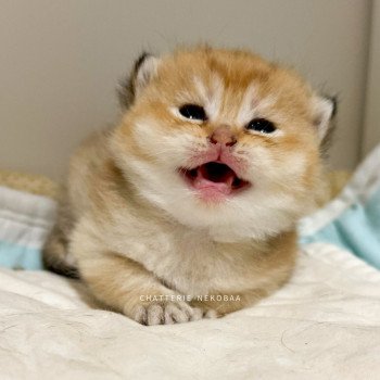 chaton British Shorthair black golden ticked tabby Fuyuko Chatterie Nekobaa