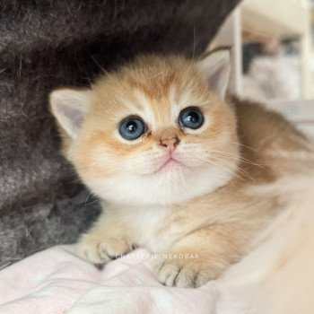 chaton British Shorthair black golden ticked tabby Fuyuko Chatterie Nekobaa