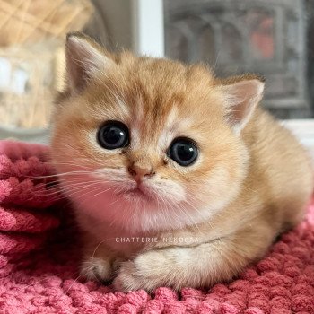 chaton British Shorthair black golden ticked tabby Fuyuko Chatterie Nekobaa
