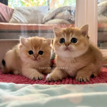 chaton British Shorthair black golden ticked tabby Fuyuko Chatterie Nekobaa