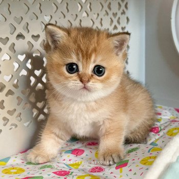 chaton British Shorthair black golden ticked tabby Fuyuko Chatterie Nekobaa