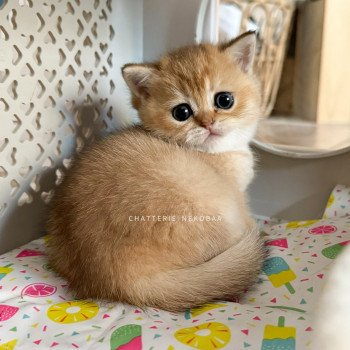 chaton British Shorthair black golden ticked tabby Fuyuko Chatterie Nekobaa