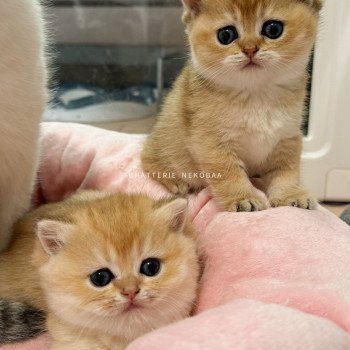 chaton British Shorthair black golden ticked tabby Fuyuko Chatterie Nekobaa