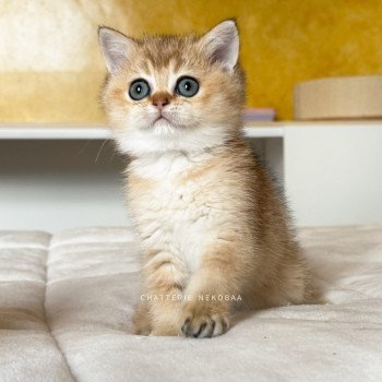 chaton British Shorthair black golden ticked tabby Fuyuko Chatterie Nekobaa