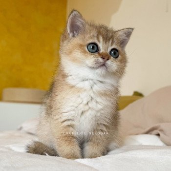 chaton British Shorthair black golden ticked tabby Fuyuko Chatterie Nekobaa