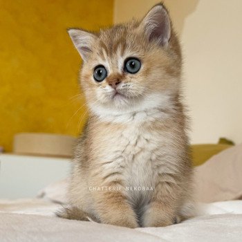 chaton British Shorthair black golden ticked tabby Fuyuko Chatterie Nekobaa