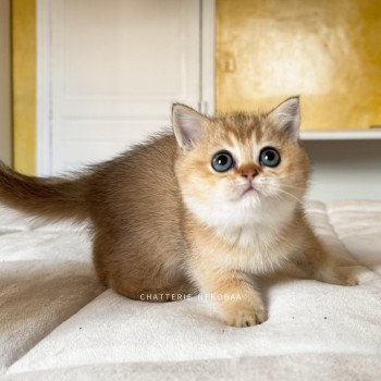 chaton British Shorthair black golden ticked tabby Fuyuko Chatterie Nekobaa