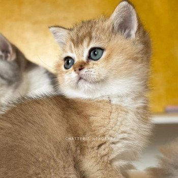 chaton British Shorthair black golden ticked tabby Fuyuko Chatterie Nekobaa