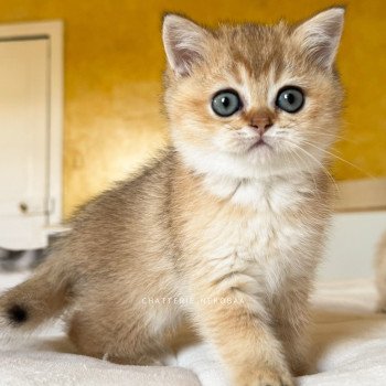 chaton British Shorthair black golden ticked tabby Fuyuko Chatterie Nekobaa