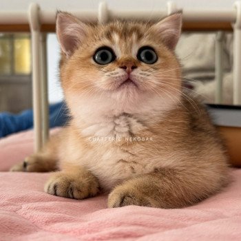 chaton British Shorthair black golden ticked tabby Fuyuko Chatterie Nekobaa