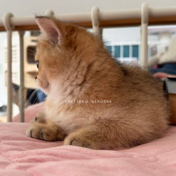 chaton British Shorthair black golden ticked tabby Fuyuko Chatterie Nekobaa