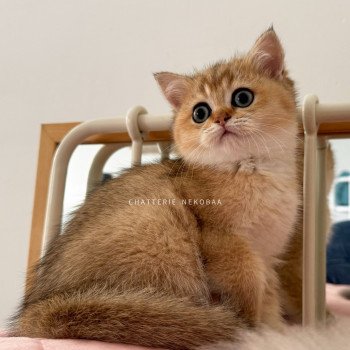 chaton British Shorthair black golden ticked tabby Fuyuko Chatterie Nekobaa