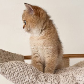 chaton British Shorthair black golden ticked tabby Fuyuko Chatterie Nekobaa