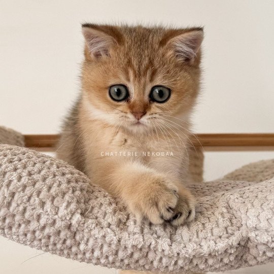 Yuko Fuyuko Femelle British Shorthair