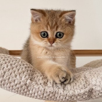 Yuko Fuyuko Femelle British Shorthair