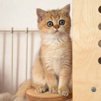 chaton British Shorthair black golden ticked tabby Fuyuko Chatterie Nekobaa