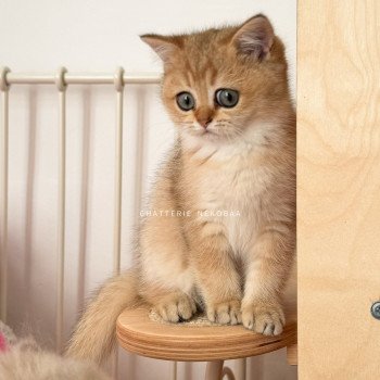 chaton British Shorthair black golden ticked tabby Fuyuko Chatterie Nekobaa