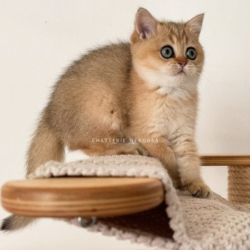 chaton British Shorthair black golden ticked tabby Fuyuko Chatterie Nekobaa
