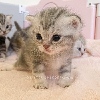 chaton British Shorthair blue silver blotched tabby Gaara (blue) Chatterie Nekobaa