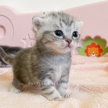 chaton British Shorthair blue silver blotched tabby Gaara (blue) Chatterie Nekobaa