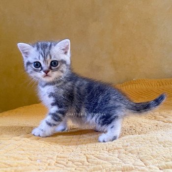 chaton British Shorthair blue silver blotched tabby Gaara (blue) Chatterie Nekobaa