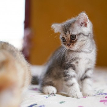 chaton British Shorthair blue silver blotched tabby Gaara Chatterie Nekobaa