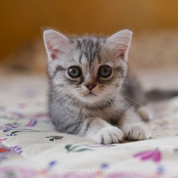 chaton British Shorthair blue silver blotched tabby Gaara Chatterie Nekobaa