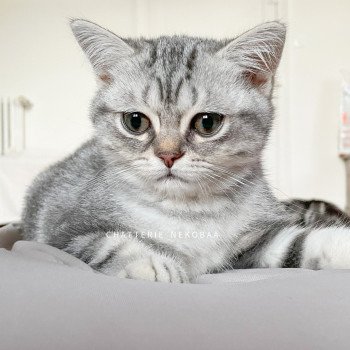 chaton British Shorthair blue silver blotched tabby Taiyo Gaara Chatterie Nekobaa