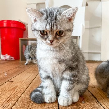 chaton British Shorthair blue silver blotched tabby Taiyo Gaara Chatterie Nekobaa