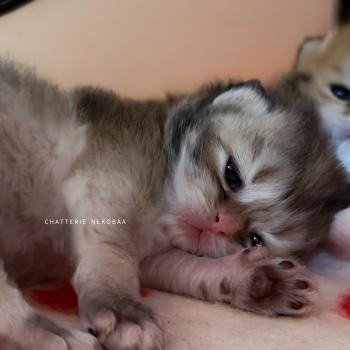 chaton British Shorthair black golden shaded Gaius Chatterie Nekobaa