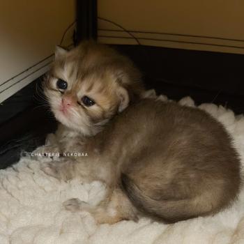 chaton British Shorthair black golden shaded Gaius Chatterie Nekobaa