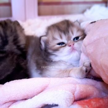 chaton British Shorthair black golden shaded Gaius Chatterie Nekobaa