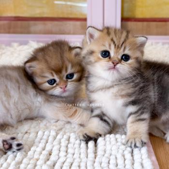 chaton British Shorthair black golden shaded Gaius Chatterie Nekobaa
