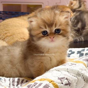 chaton British Shorthair black golden shaded Gaius Chatterie Nekobaa