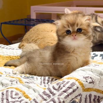chaton British Shorthair black golden shaded Gaius Chatterie Nekobaa