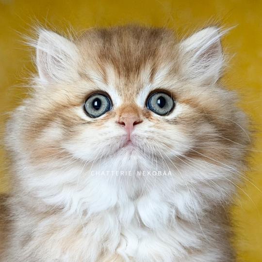 Gaius Mâle British Shorthair